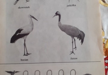 Powiększ obraz: ZUZIA K.