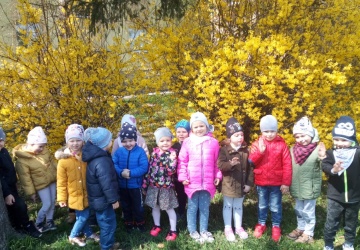 Powiększ obraz: FORSYCJA, FIOŁEK, STOKROTKA - POZNAJEMY PRZYRODĘ WOKÓŁ NAS. SPACER MALUSZKÓW