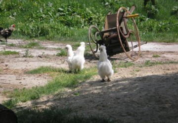 Powiększ obraz: 