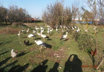 Powiększ obraz: 